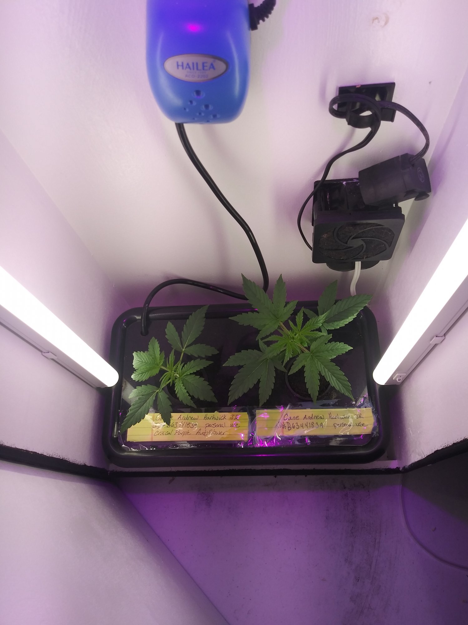 2nd microgrow 5