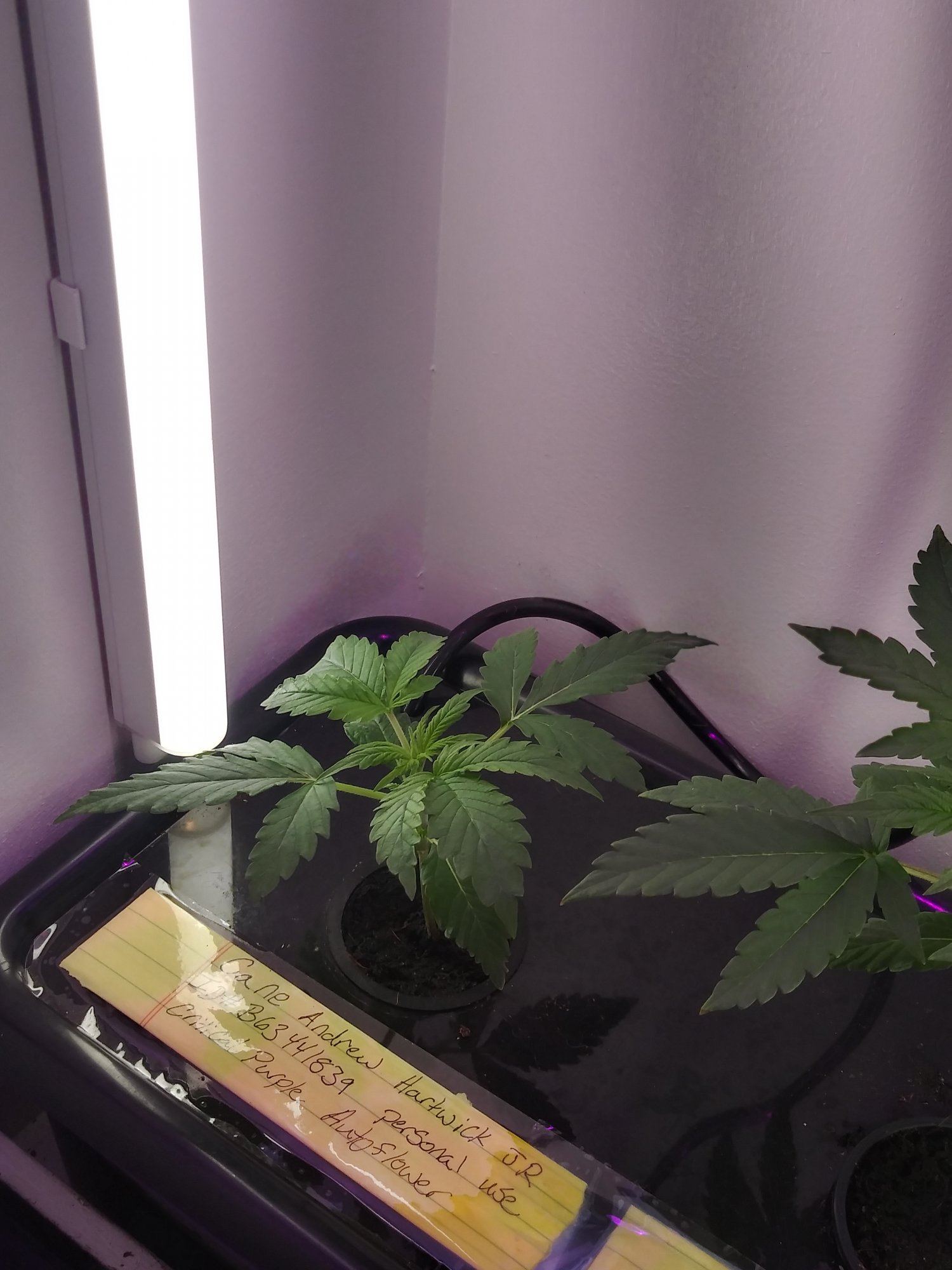 2nd microgrow 6