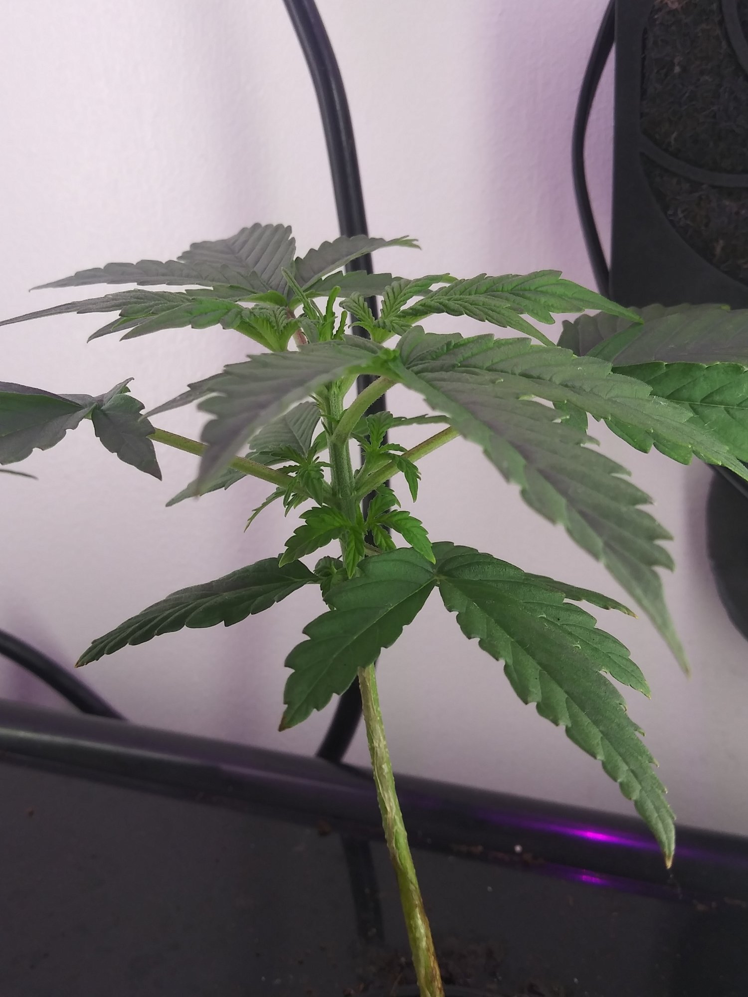 2nd microgrow 7