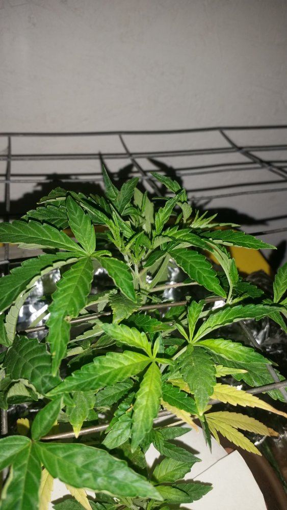 2nd plant