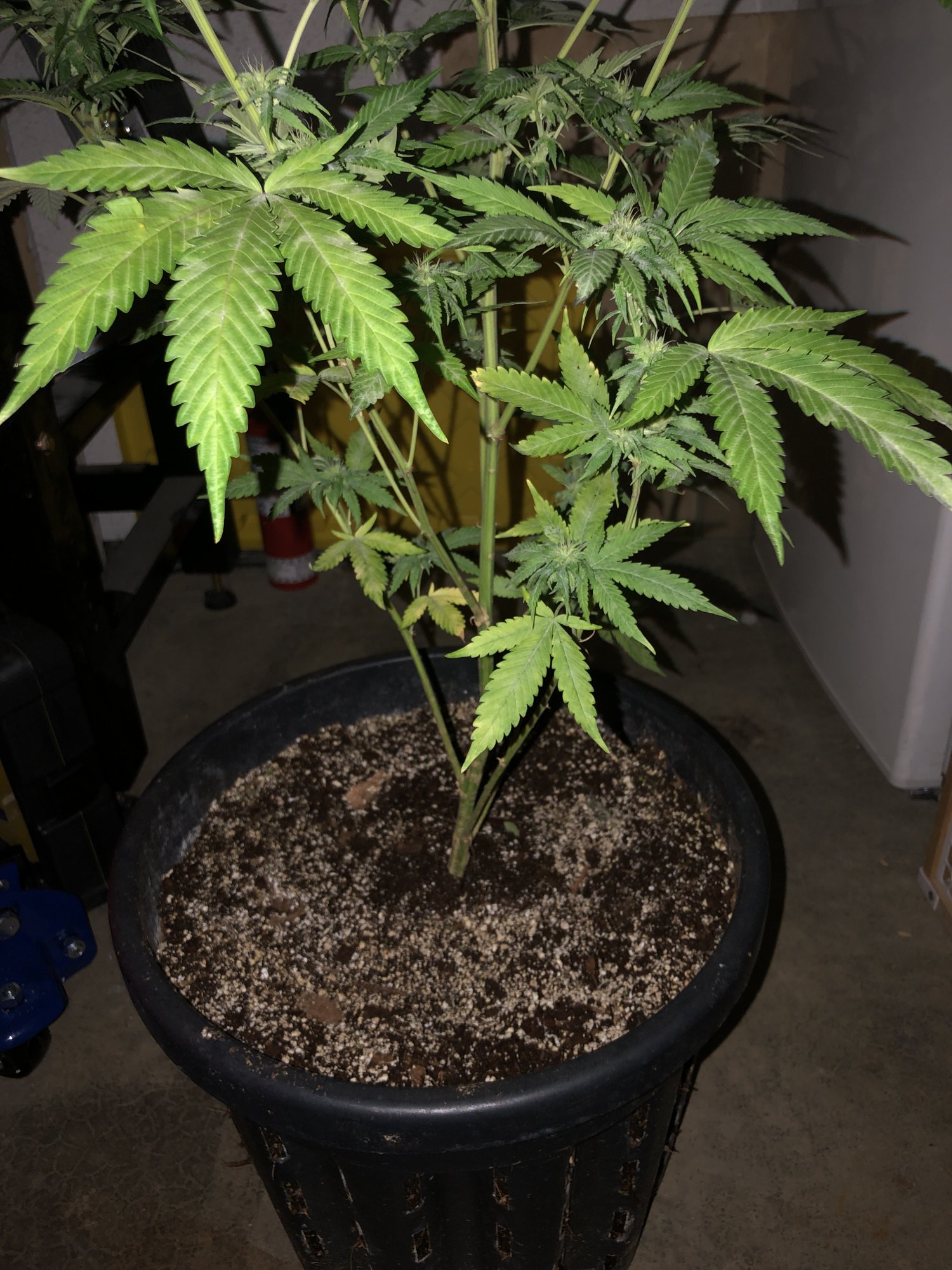2nd post on first plant helpupdate 4