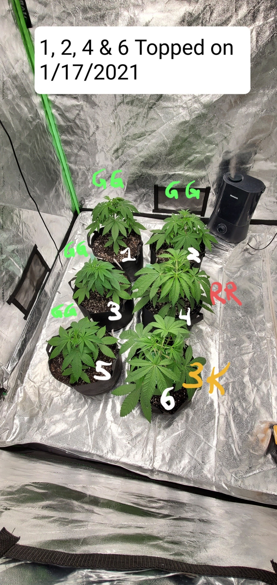 2nd round grow with trust issues please lend me your mastery thcfarmers 2