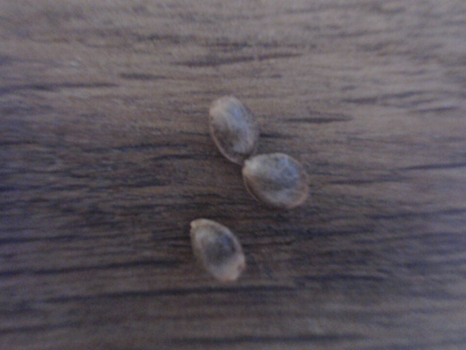 2nd run   ongoing   randys awesome grow diary soil mainline basic gear og kush 2
