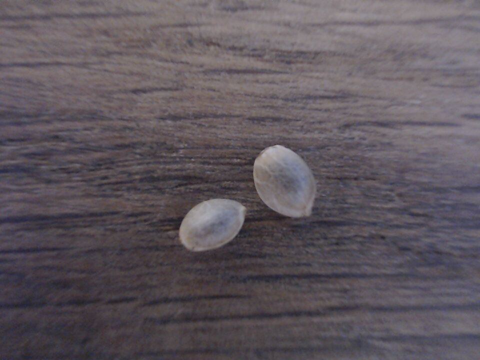 2nd run   ongoing   randys awesome grow diary soil mainline basic gear og kush 3