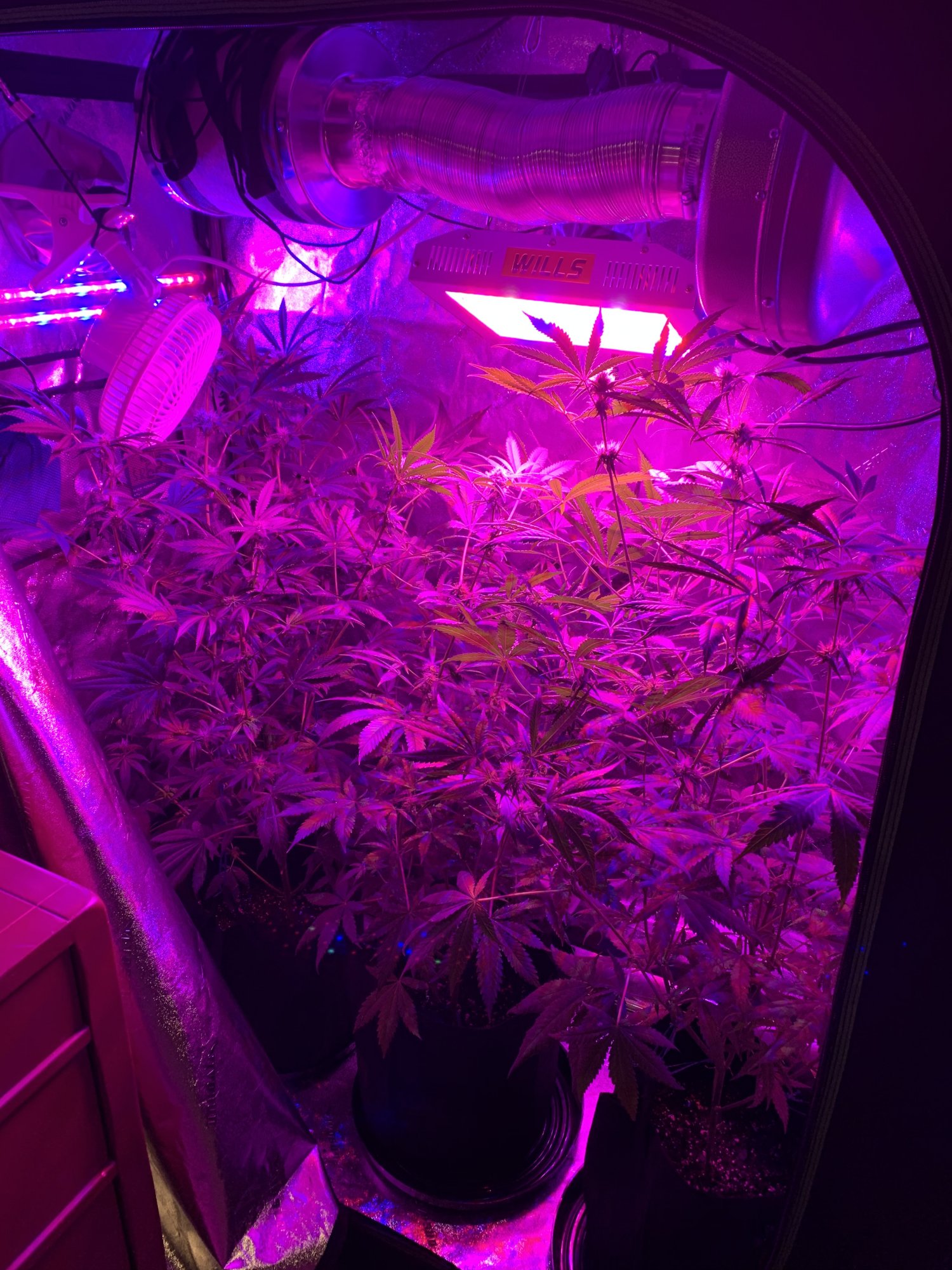 2nd solo grow second bigger tent  roi e720  build and grow journal 3