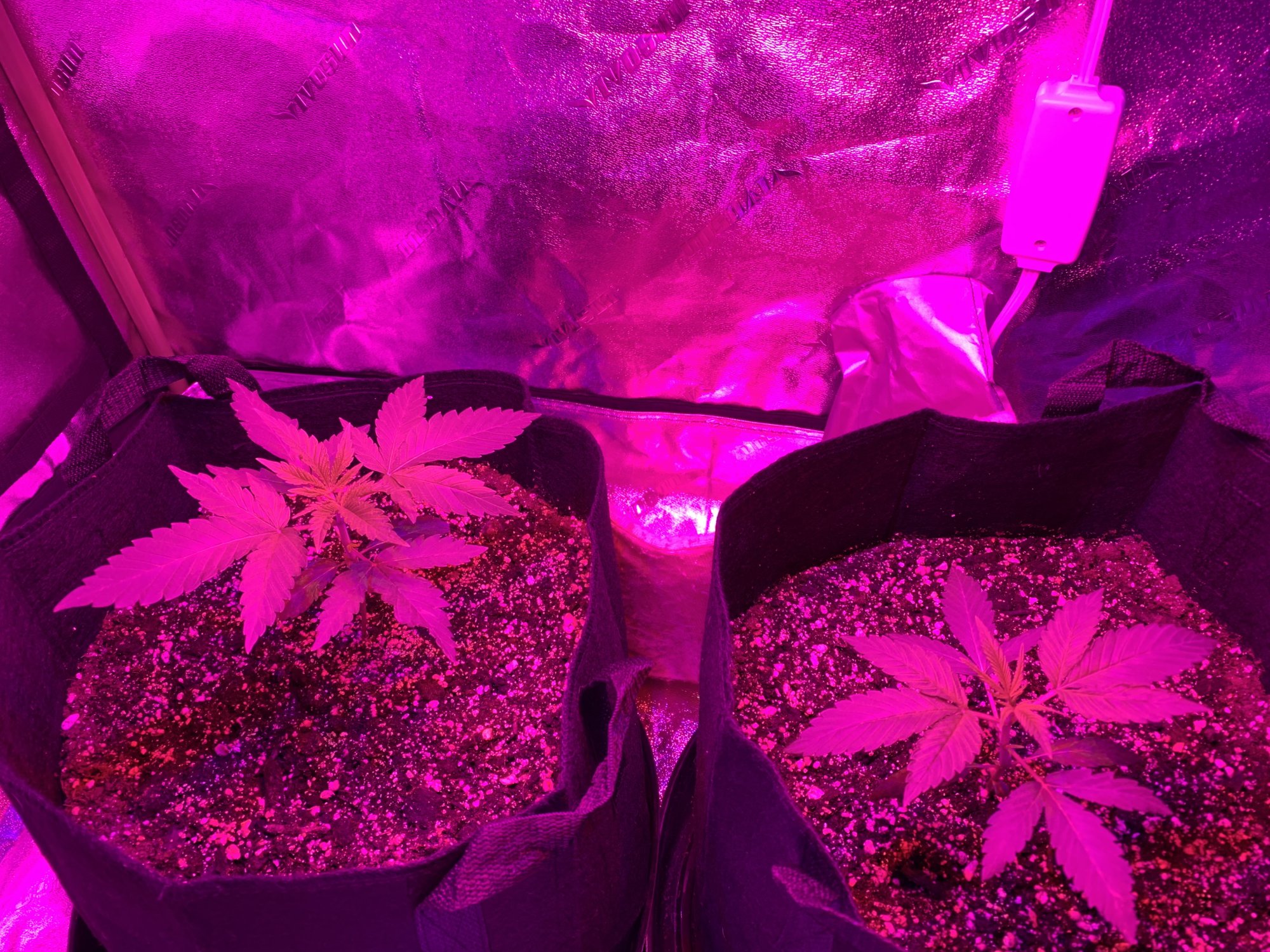 2nd solo grow second bigger tent  roi e720  build and grow journal 7