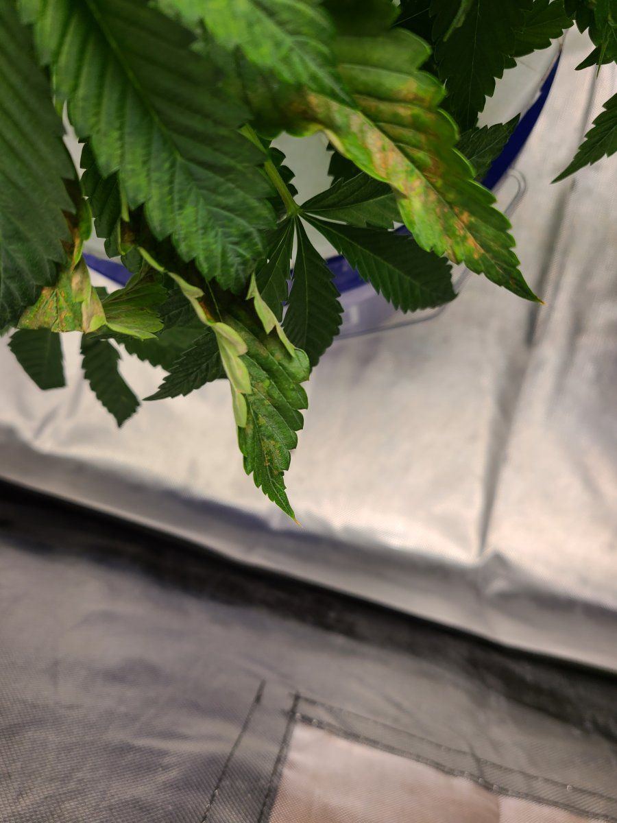 2nd time dwc having issues with apple glitter strain from isc 10