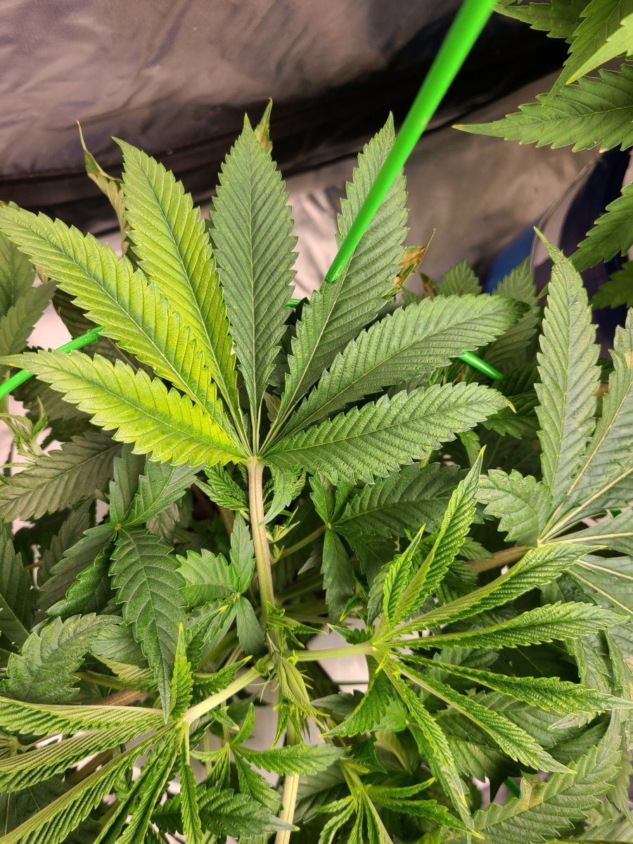 2nd time dwc having issues with apple glitter strain from isc 11