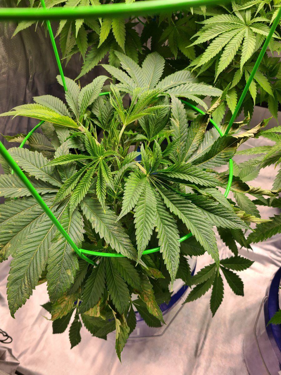 2nd time dwc having issues with apple glitter strain from isc 12