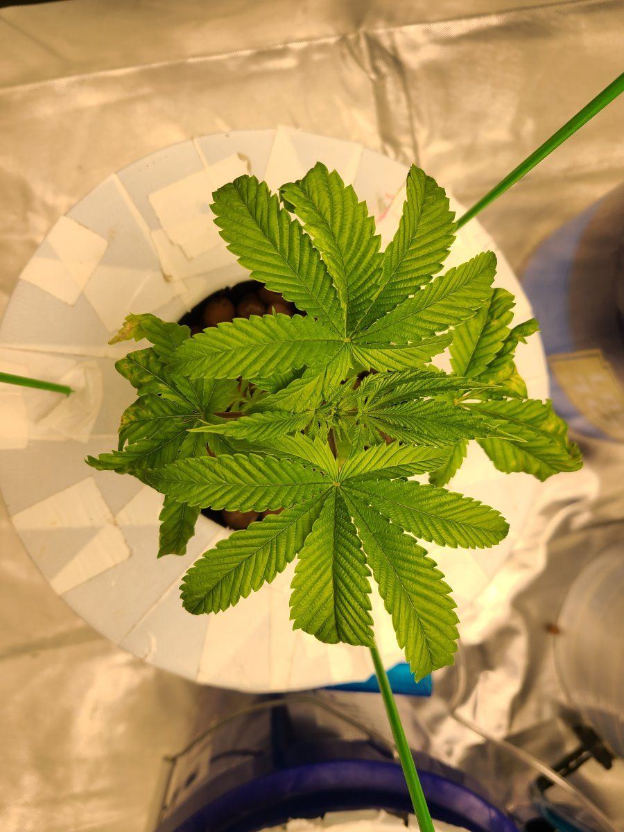 2nd time dwc having issues with apple glitter strain from isc 3