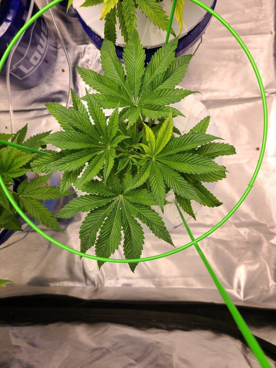 2nd time dwc having issues with apple glitter strain from isc 4