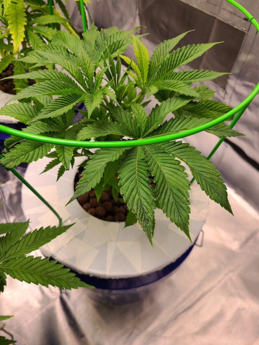 2nd time dwc having issues with apple glitter strain from isc 5