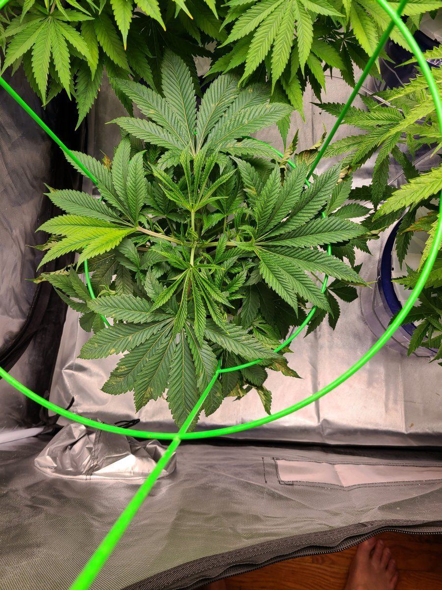 2nd time dwc having issues with apple glitter strain from isc 6