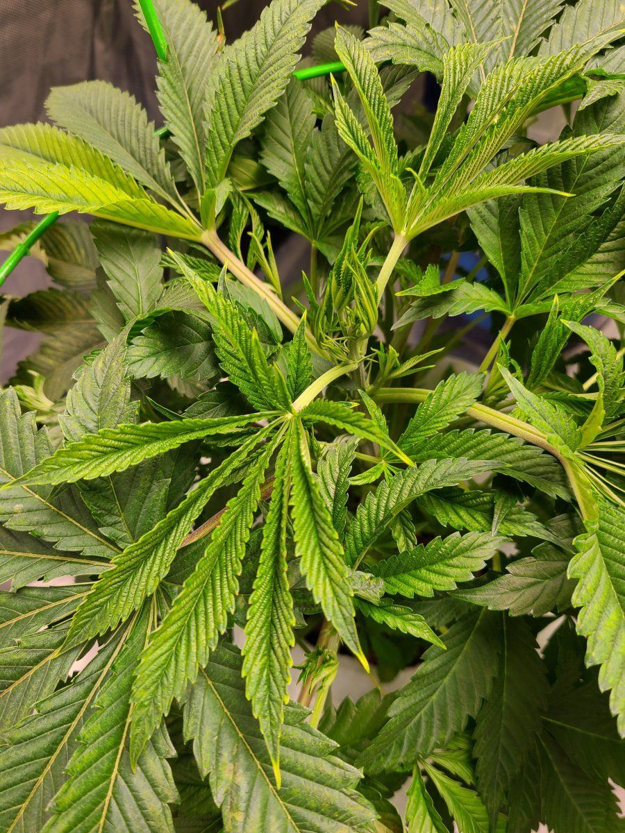 2nd time dwc having issues with apple glitter strain from isc 7