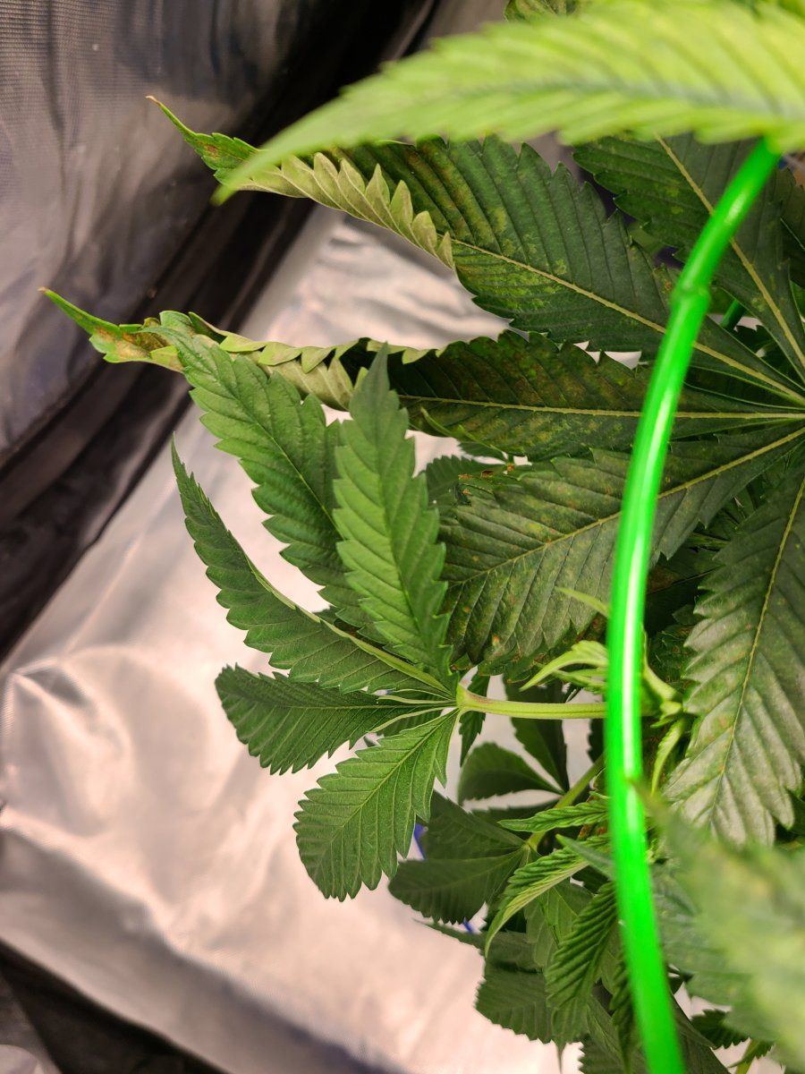 2nd time dwc having issues with apple glitter strain from isc 8