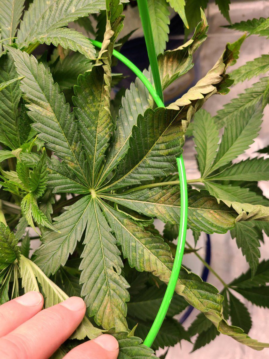 2nd time dwc having issues with apple glitter strain from isc 9