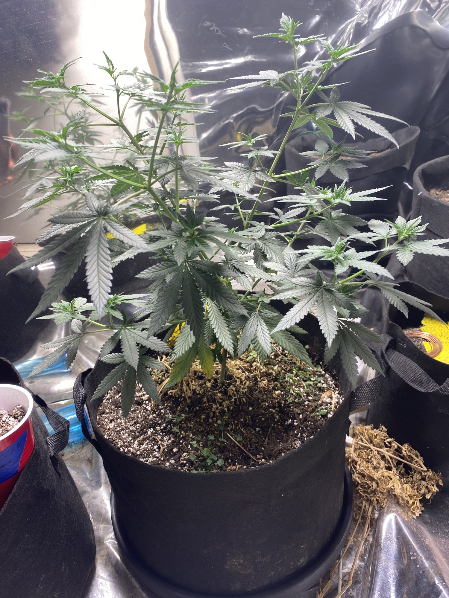2nd time grower yellowing bottom leaves 2