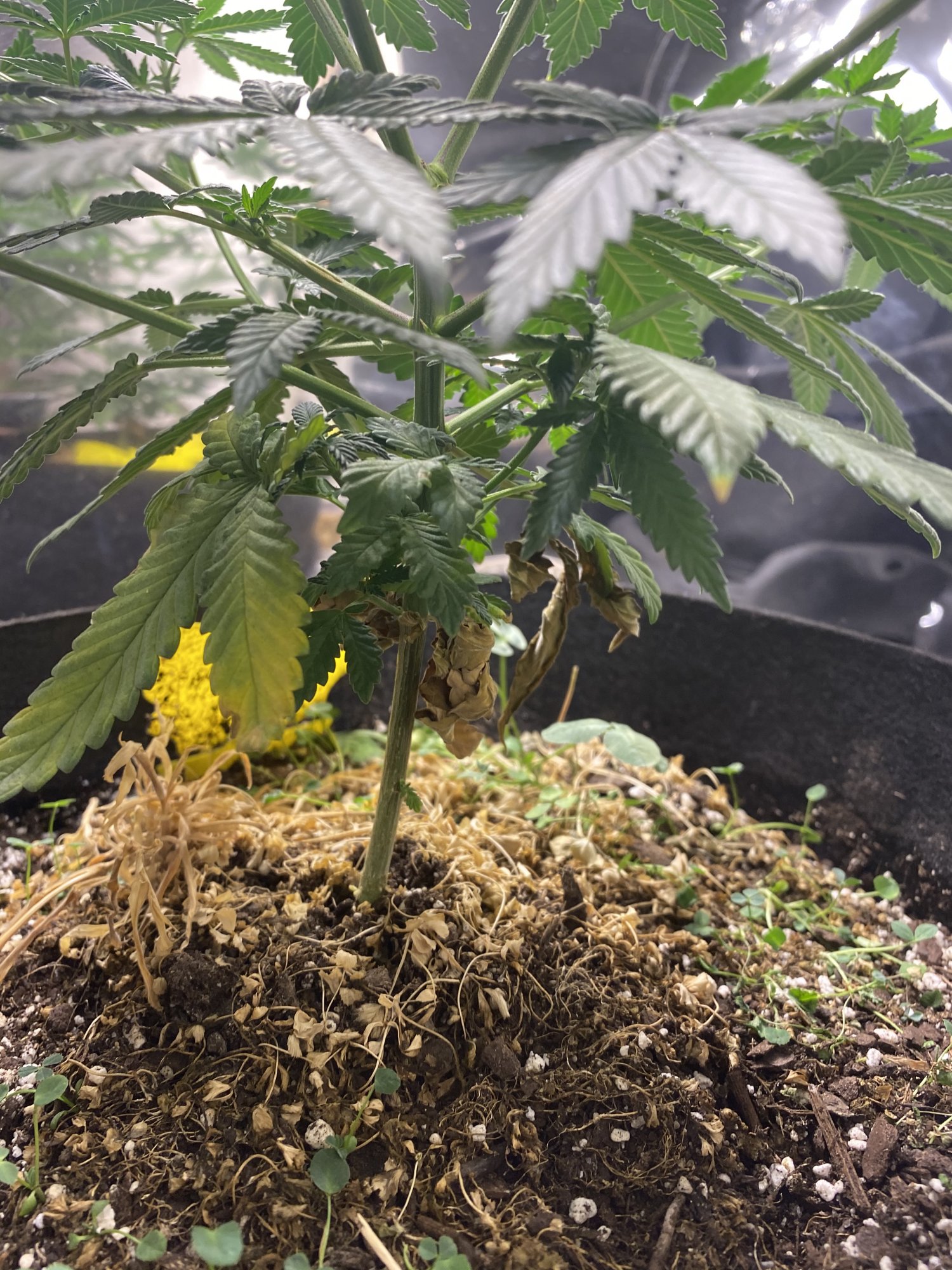 2nd time grower yellowing bottom leaves 3