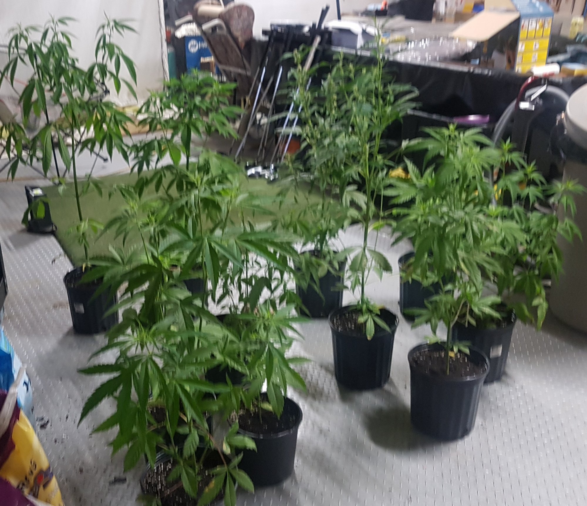 2nd year grow trying again