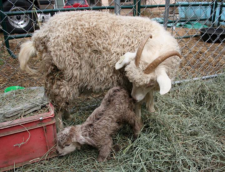 2ndbabygoat215