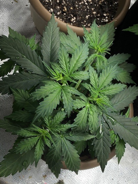 2ndGrowB