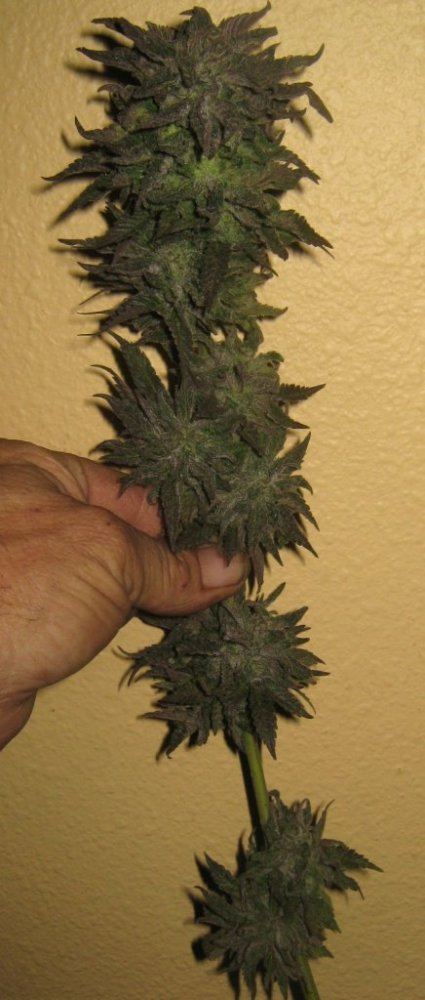 2ndTropicbranch59