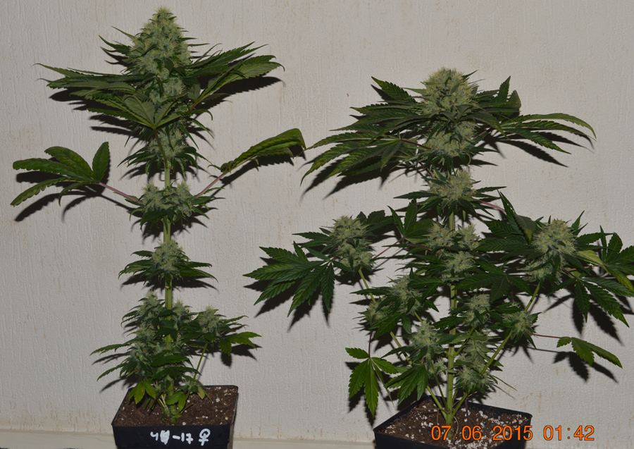 2phenosidebyside