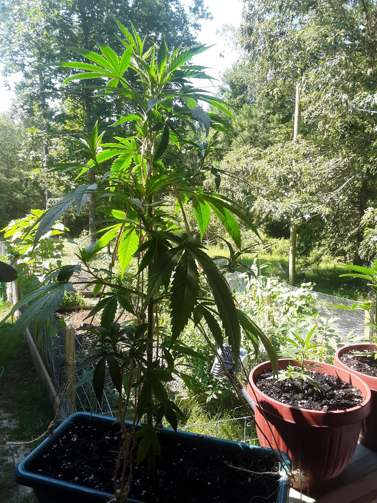 2Veg