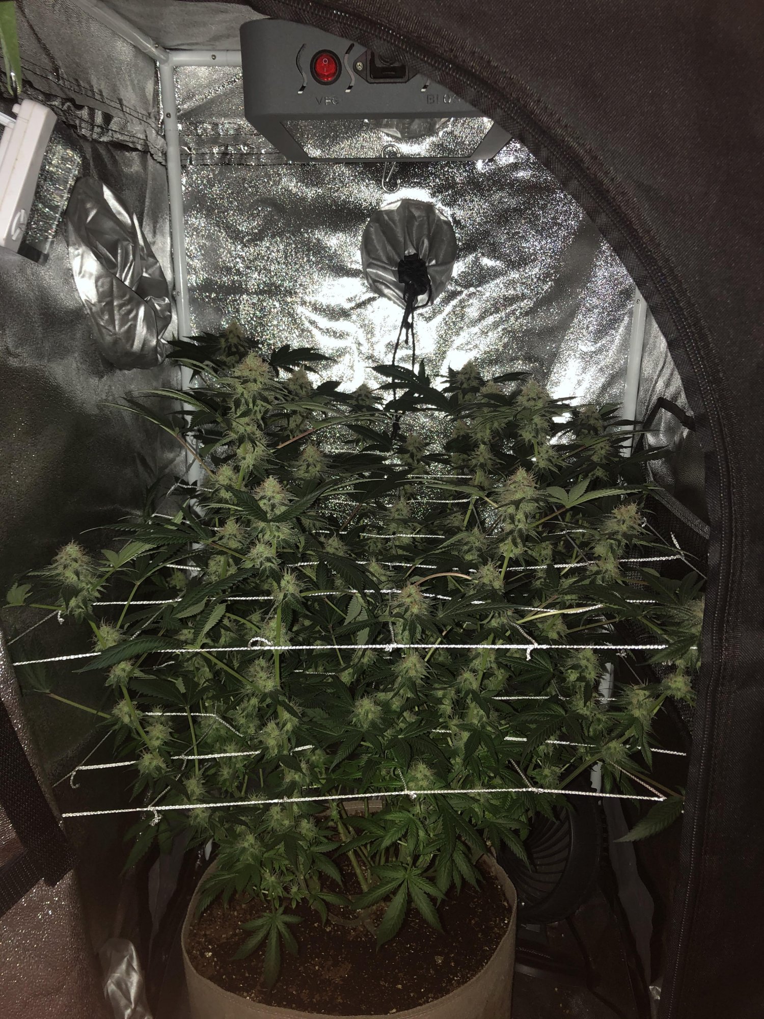 2week17