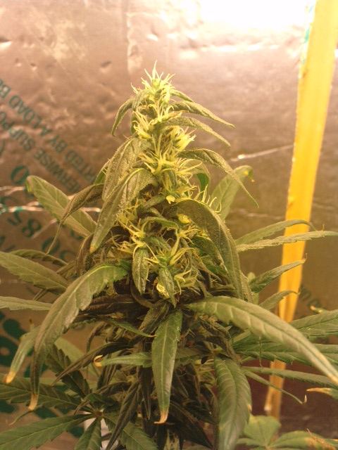 2wks left please look thoughts advise help welcome   new grower 10