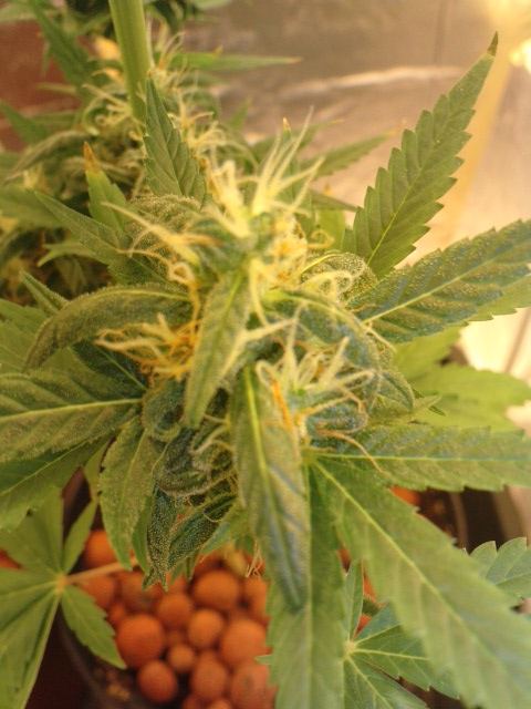 2wks left please look thoughts advise help welcome   new grower 2