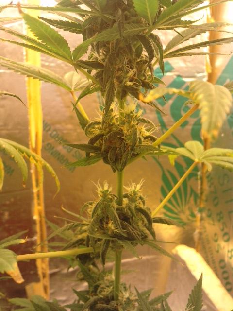 2wks left please look thoughts advise help welcome   new grower 4