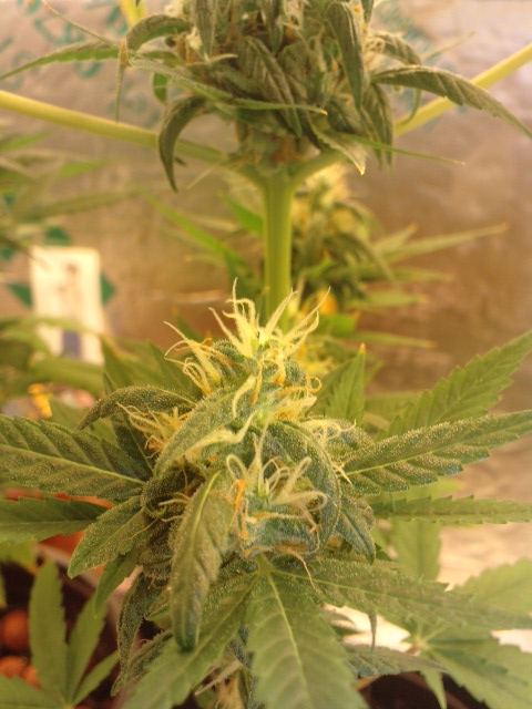 2wks left please look thoughts advise help welcome   new grower 5