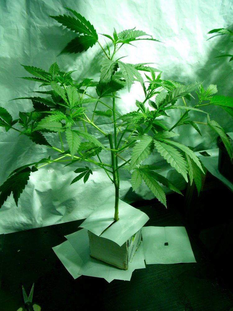 2wVeg