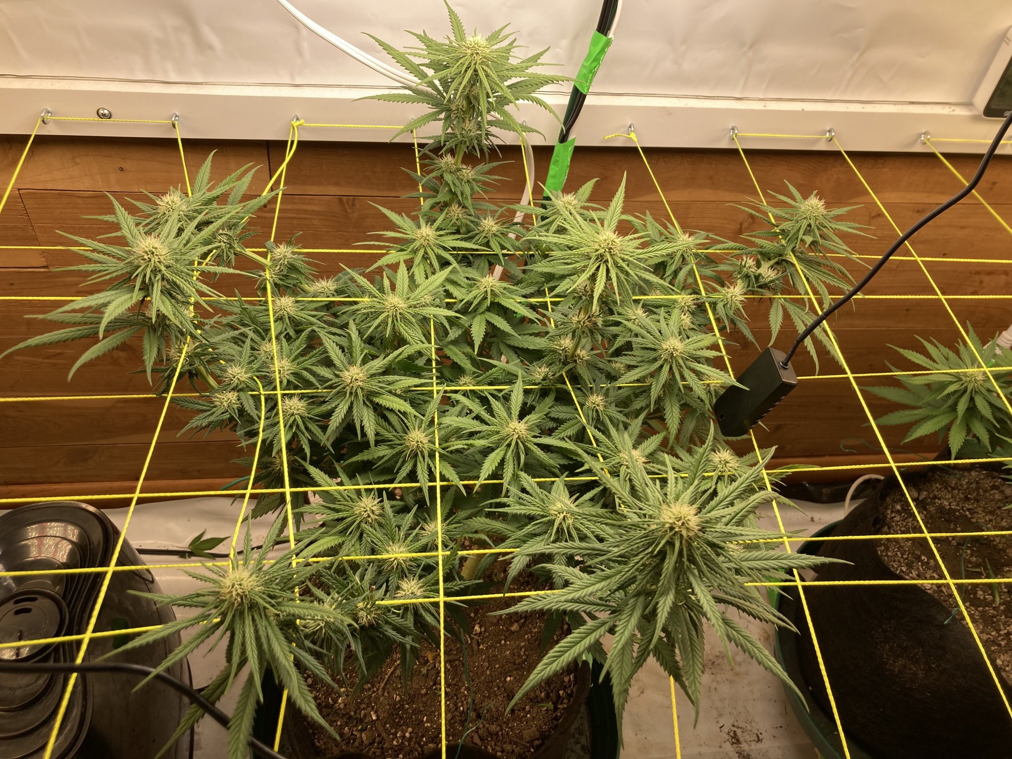 2x8ft multi strain closet scrog 2
