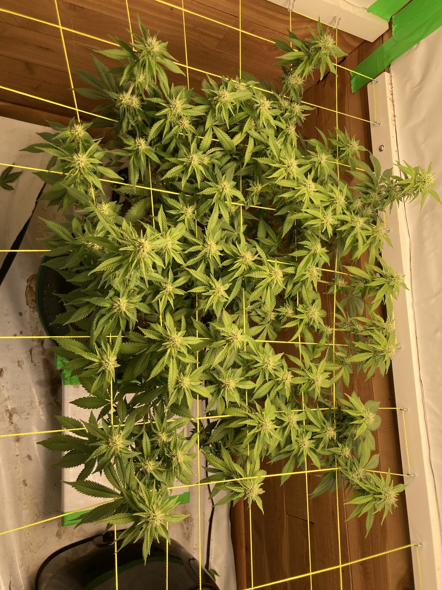 2x8ft multi strain closet scrog 3