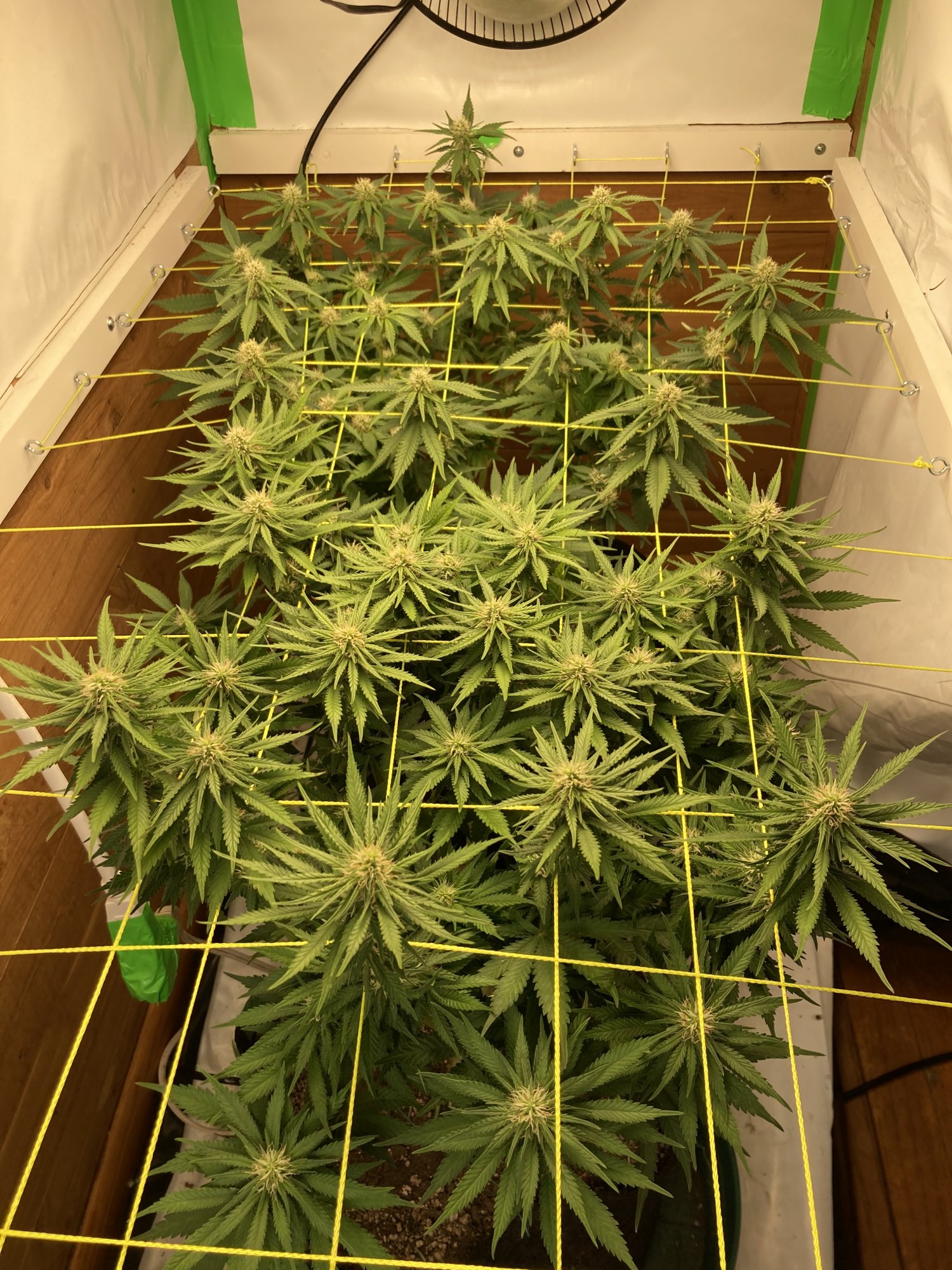 2x8ft multi strain closet scrog