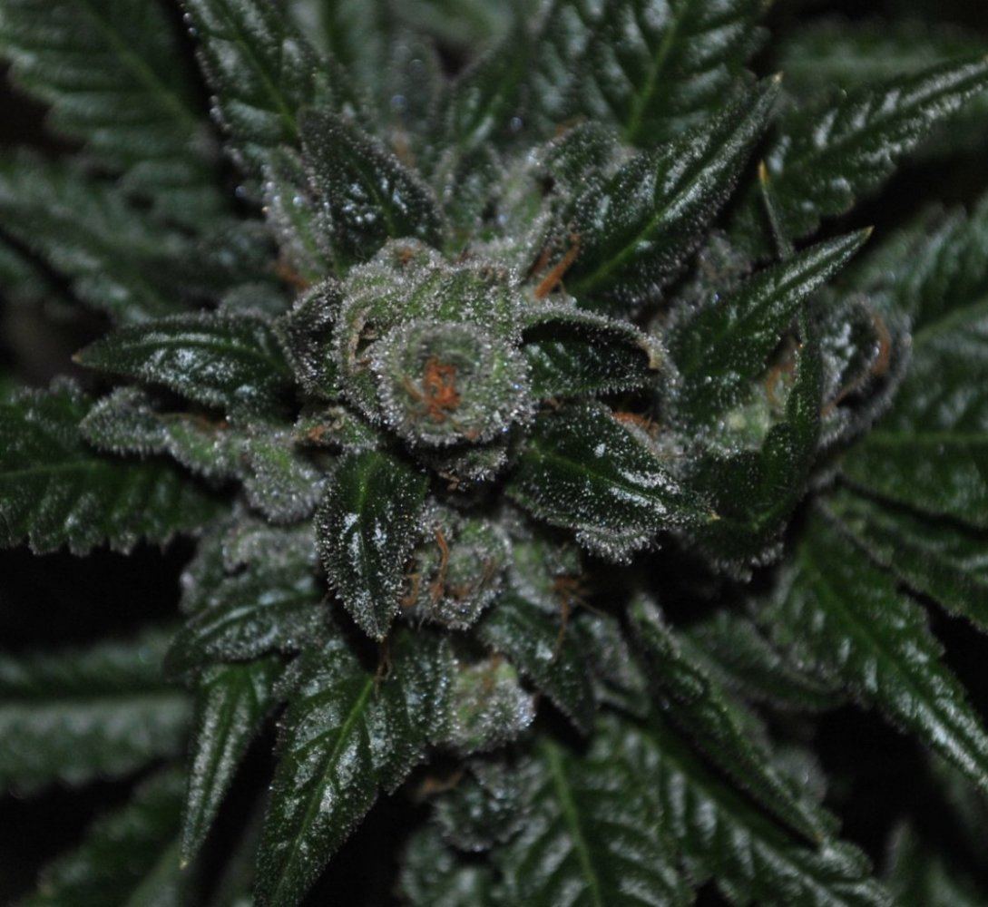 3 11 13sleezy4resized
