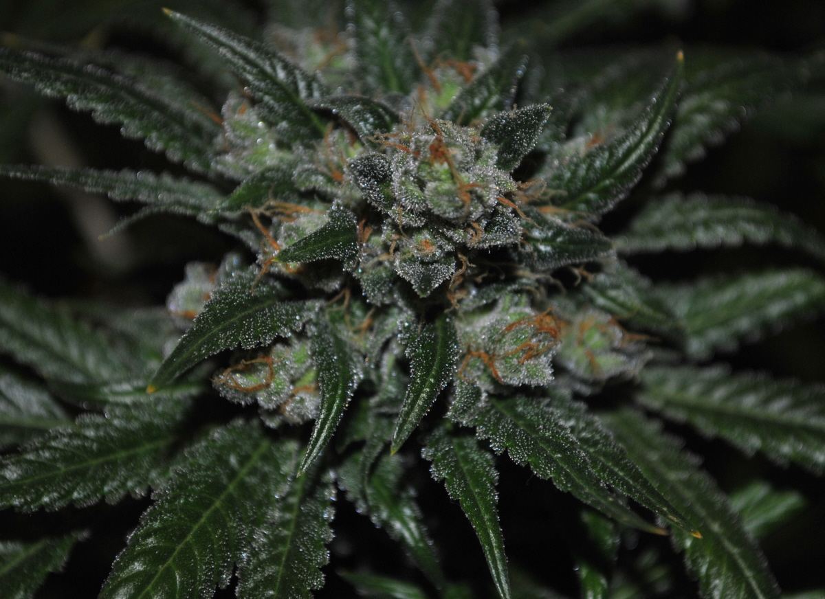 3 11 13sleezy6resized