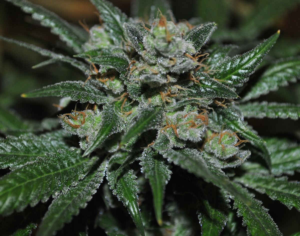 3 11 13sleezy8resized