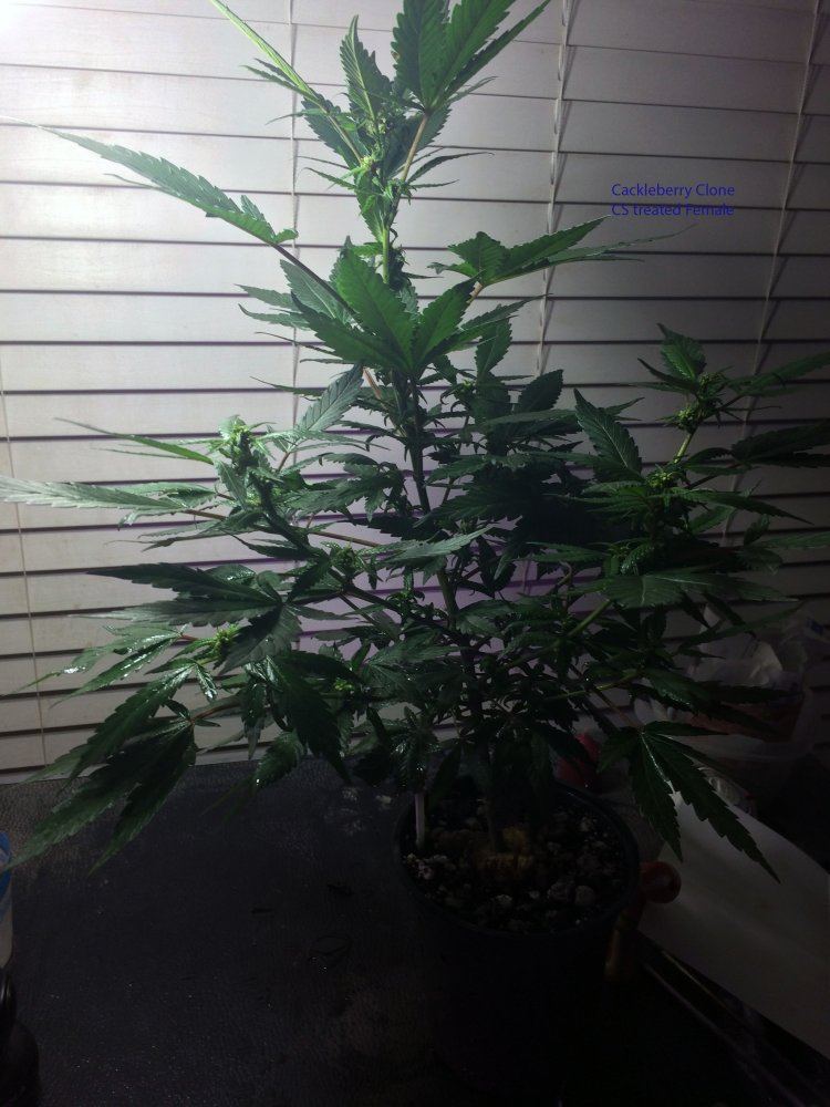 3 14 18 Cackleberry CS treated clone