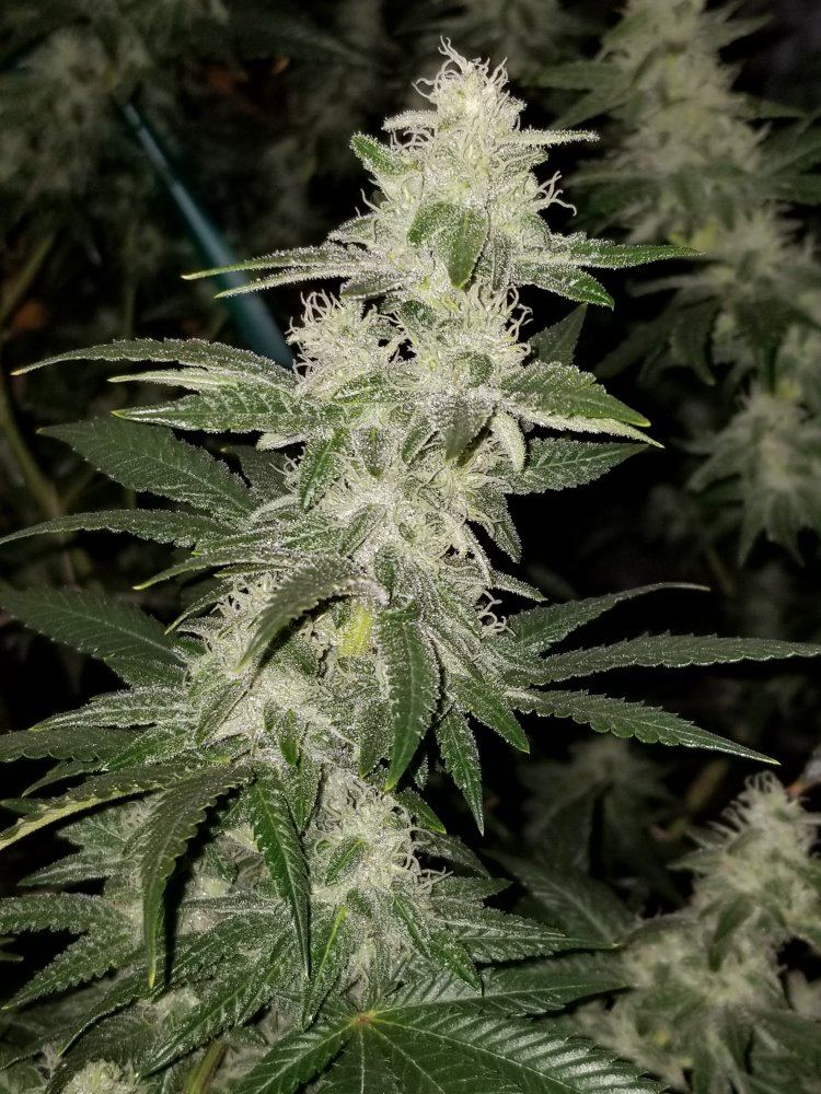 3142008bigsurholyweed