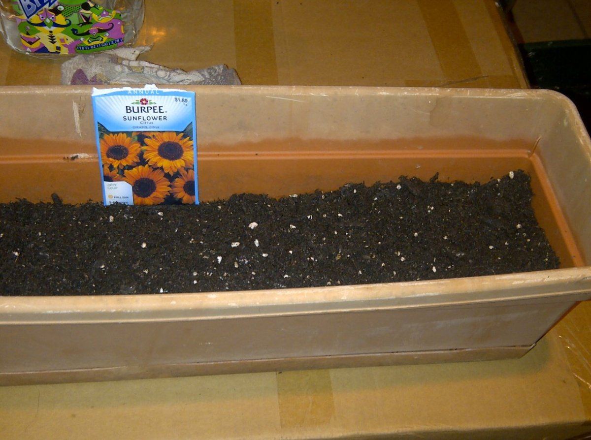 3 26 orange sunflowers