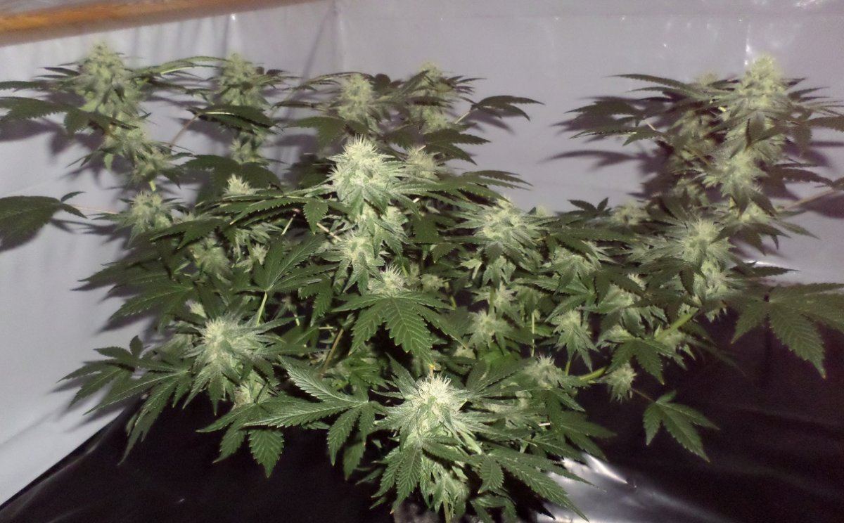 3 29 2015 UPd 5
