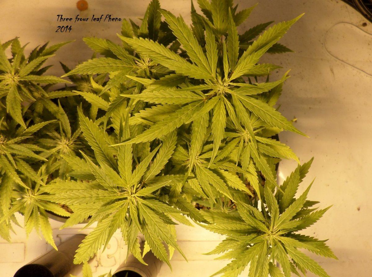 3 4 Leaf2014