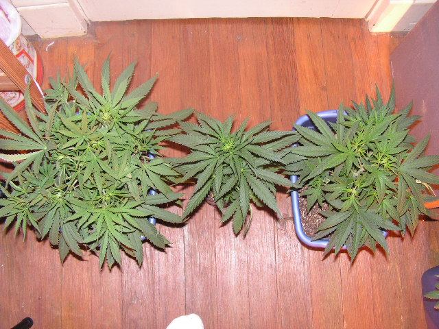 3 APES D 5 F