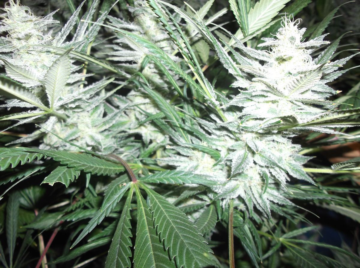 3 buds