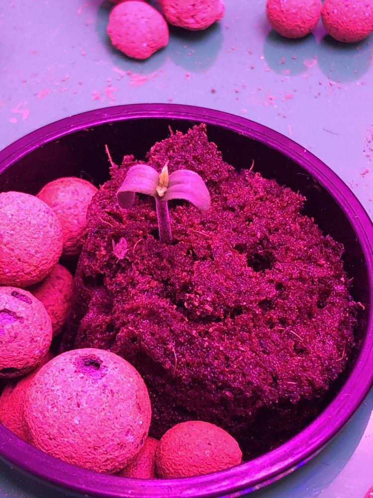 3 day old seedling need help