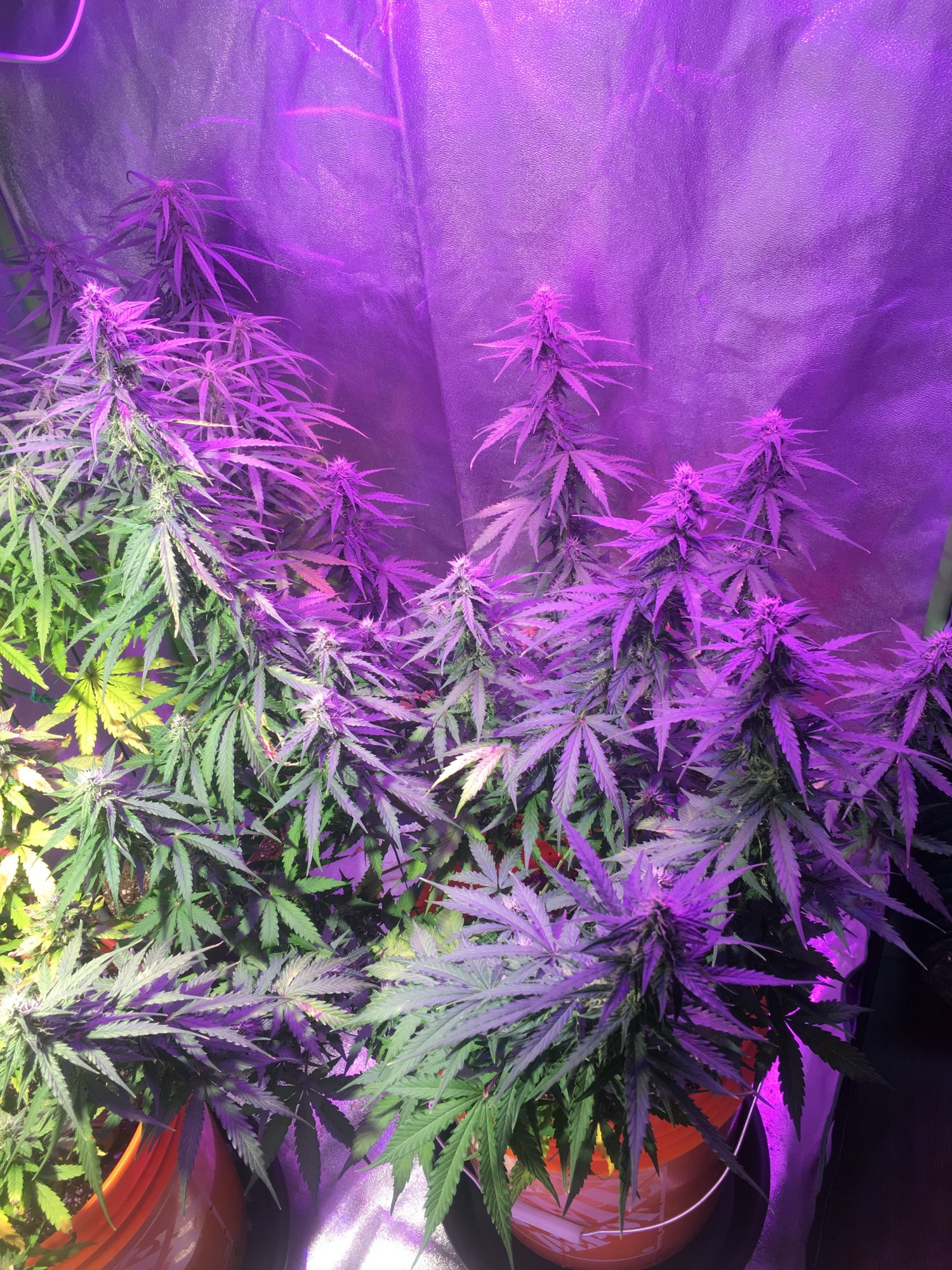 3 days after full flush due to lockout 4