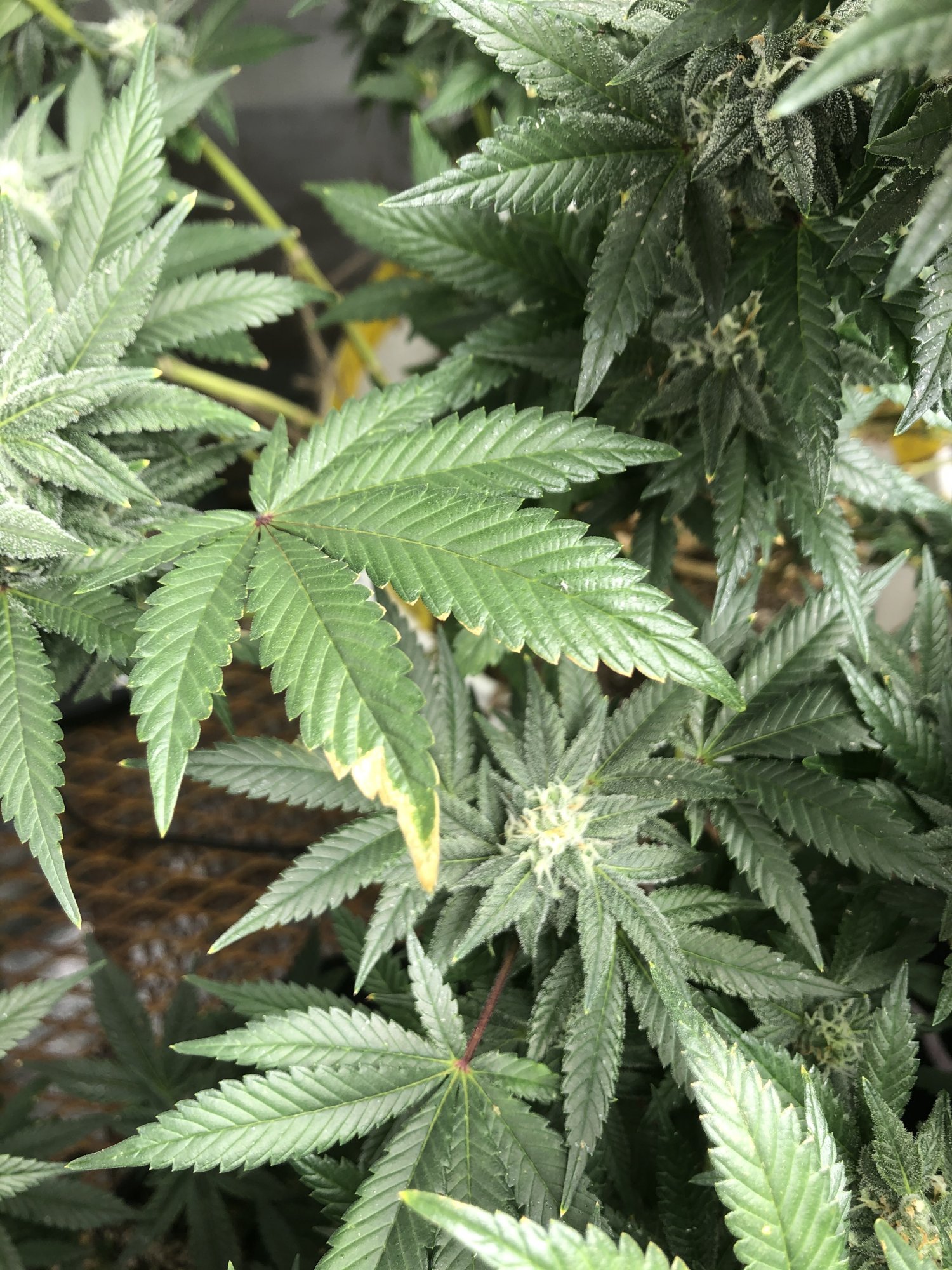 3 different leaf problems in the tent 2